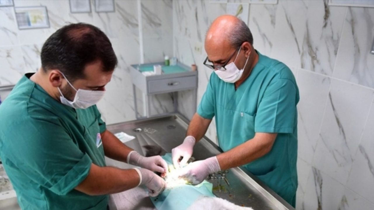 Mersin'de 8 ayda 1600 sahipsiz hayvan kısırlaştırıldı