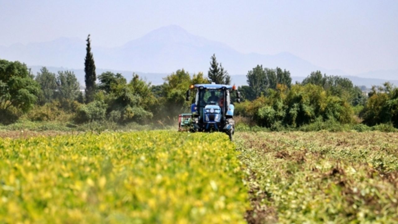 Osmaniye'de ekim alanı genişleyen yer fıstığında rekolte artışı bekleniyor