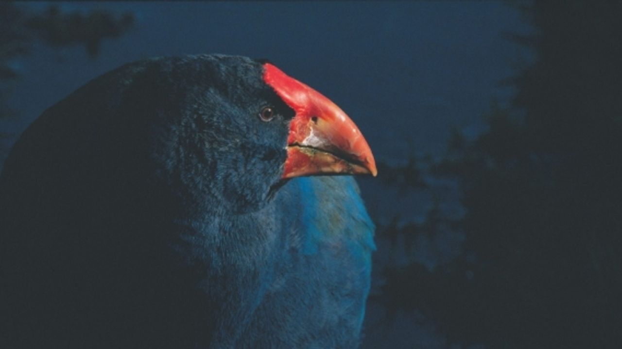 Yeni Zelanda'nın ulusal kuşu “takahelerin“ sayısı koruma programıyla arttı