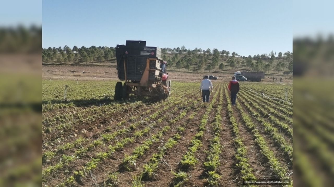 Kahramanmaraş’ta 32 bin ton şeker üretildi  