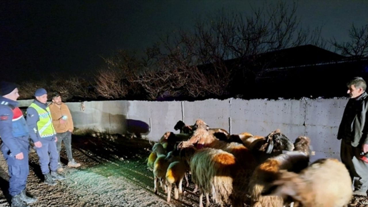 Malatya'da kaybolan küçükbaş hayvanlar jandarma tarafından bulundu