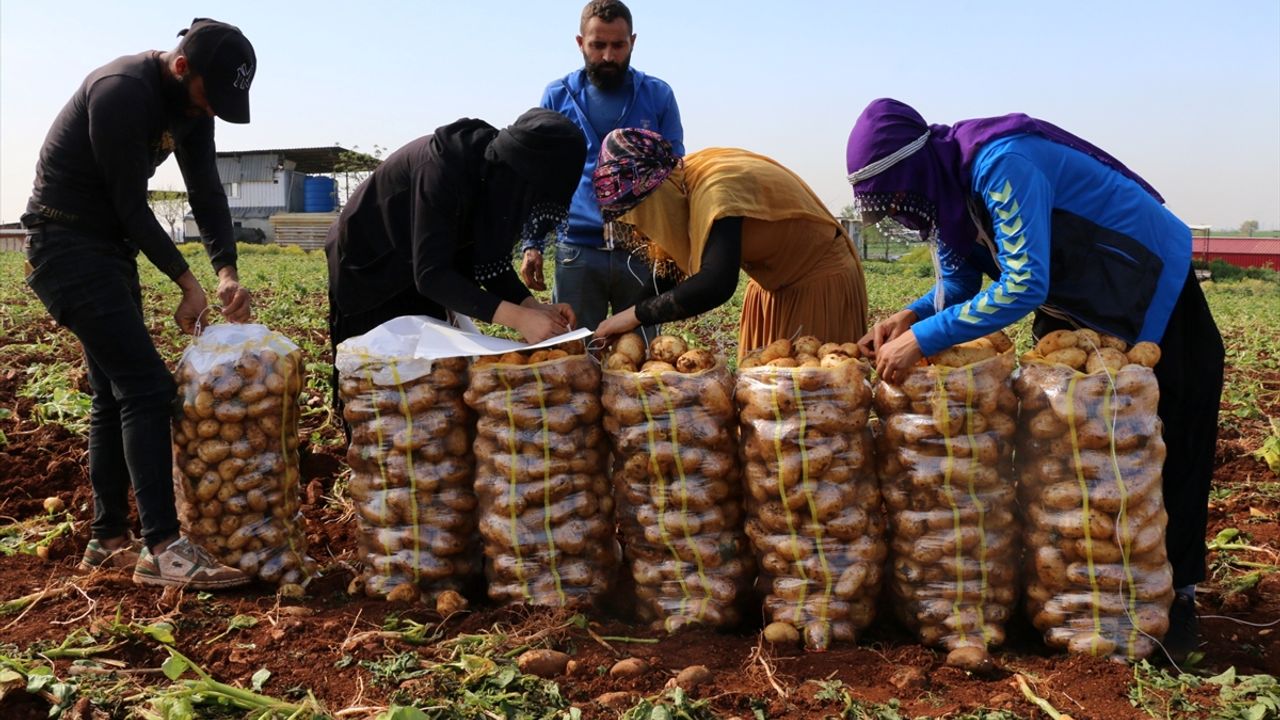 Adana'da turfanda patateste hasat mesaisine başlandı