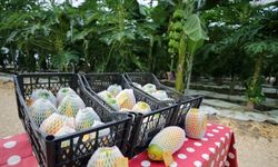 Vitamin ve mineral zengini papayanın üretimi Antalya'da yaygınlaşıyor