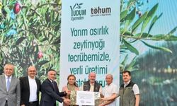 Yudum Egemden ve Tohum Derneği, yabani zeytin ağaçlarını ekonomiye kazandırmayı sürdürüyor