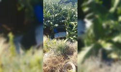 Alanya'da muz bahçesine devrilen aracın sürücüsü yaralandı
