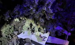 Antalya'da ağaca çarpan minibüsteki 6 turist yaralandı