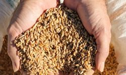 Gazipaşa'da karakılçık buğdayı toprakla buluşturuldu