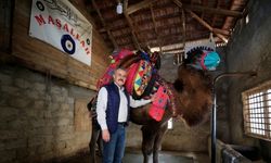 Güreş sahalarının yenilmez devesi "Arslanbey"e özel bakım ve beslenme programı