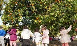 Mersin'de kreş öğrencileri portakal hasadı yaptı