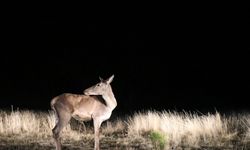Salda Gölü çevresindeki ormana 6 kızıl geyik daha bırakıldı