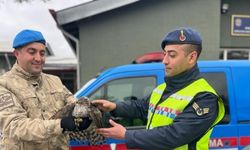Kahramanmaraş'ta jandarmanın bulduğu yaralı atmaca koruma altına alındı