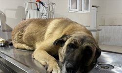Mersin'de kamyonetin çarptığı engelli köpek tedaviye alındı