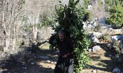 Osmaniye'de orman köylüleri, ekmek parasını defne ağaçlarından çıkarıyor