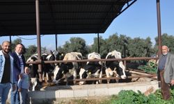 Tarsus'ta süt üreticilerine inek desteği