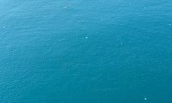 Antalya Körfezi'ndeki denizanası yoğunluğu bilimsel incelemeye alındı