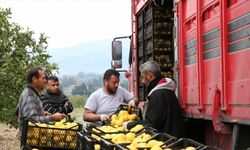 Hatay Valisi Mustafa Masatlı'dan depremzede limon üreticilerine destek