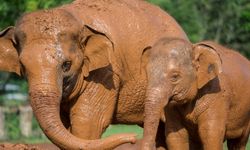 Tayland'da kurulan doğal park kötü muamele gören fillere barınak oldu