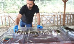 Doğu Akdeniz'deki balıkçılar, balon balığı destek ödemelerinin artmasından memnun