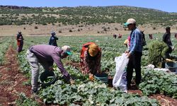 Kahramanmaraş'ta yetiştirilen salatalıklar ihracata hazırlanıyor