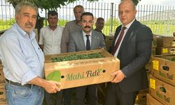 Kale'de üreticilere sebze fidesi dağıtıldı