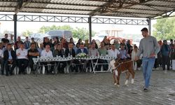 Tarsus'ta "Buzağı Güzellik Yarışması" düzenlendi