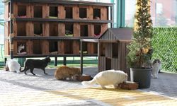 Küçük Dostlar Kedi Kasabası'na ziyaretçi akını