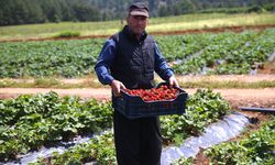 Devlet desteğiyle kurulan çilek bahçeleri göçü tersine çevirdi