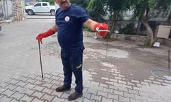 Hatay'da öğrenci yurduna giren yılanı itfaiye ekipleri çıkarttı