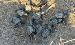 Alanya'da yuvalarından çıkan caretta caretta yavrularının denize yolculuğu görüntülendi