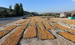 Malatya'da hasat edilen kayısılar kurutuluyor