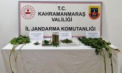 Kahramanmaraş’ta evinin bahçesinde kenevir yetiştirdi yakalandı