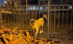 Hatay'da demir parmaklığa sıkışan köpeği itfaiye ekibi kurtardı