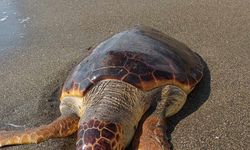 Hatay'da sahilde ölü caretta caretta bulundu