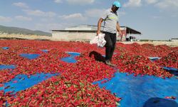 Kahramanmaraş'ta 50 Bin Ton Maraş Biberi Üretildi