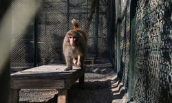 Antalya'da evde bulunan rhesus maymunu, yeni yuvasında ziyaretçiyle buluştu