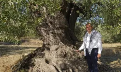 'Ayvalık Zeytinyağı' AB'den tescil bekliyor