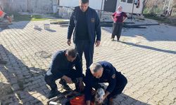 Hatay'da atık su borusuna sıkışan buzağıyı itfaiye kurtardı