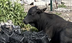 Hatay'da kaçan angus uyuşturucu iğneyle sakinleştirilerek yakalandı