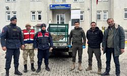 Malatya'da yaralı bulunan dağ keçisi, tedaviye alındı