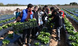 Mersin'de öğrenciler ekimini yaptığı marulları hasat etmeye başladı