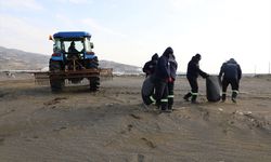 Hatay'da kıyı şeridinde su sümbülü temizliği yapıldı