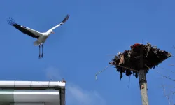 Kocaeli’den leylek yuvasına güvenli dokunuş