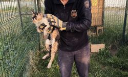 Hatay'da bina boşluğuna düşen kediyi itfaiye ekipleri kurtardı