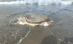 Hatay'da ölü caretta caretta sahile vurdu