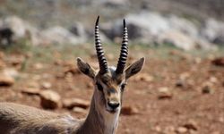 Hatay'daki dağ ceylanı merkezi, "gazella gazella" türünün neslini koruyor