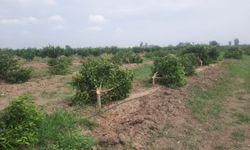 Mersin'de bir bahçedeki 460 mandalina ağacına zarar verildi