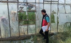 Serik'te sağanak ve dolunun zarar verdiği alanlarda hasat tespit çalışması yapılıyor