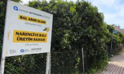 Antalya'da 'Narenciye Balı' koruma altında