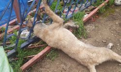 Demir korkuluklara sıkışan köpek itfaiye ekiplerince kurtarıldı