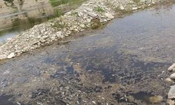 Kahramanmaraş’ta Toplu Balık Ölümleri Endişe Yarattı